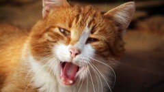 Шведские ученые начали изучать язык кошек
