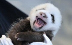 В Китае родилась первая за 2016 год панда