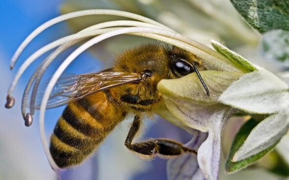 Дикие пчелы постепенно вымирают: ученые