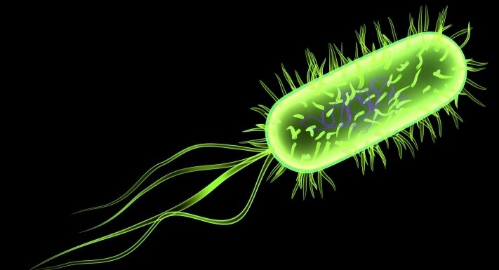 e-coli-streptococci